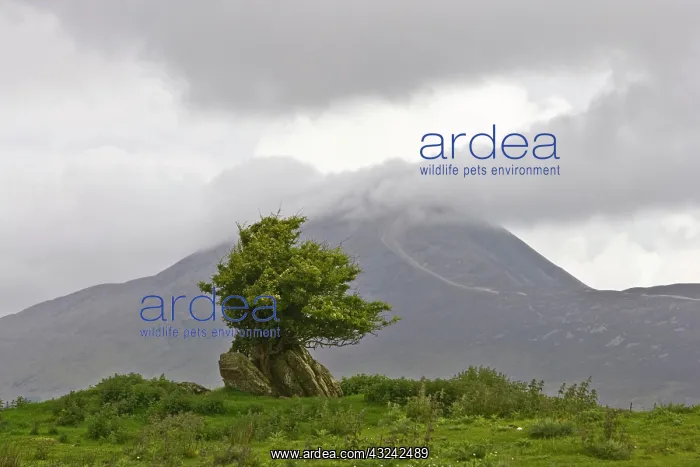 : Ireland, County Mayo. Landscape with Croagh : Ireland, County Mayo. Landscape with Croagh
