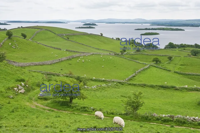 : Ireland, County Mayo, Lough Carrib : Ireland, County Mayo, Lough Carrib