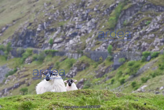 : Ireland, County Mayo. Sheep resting in rocky : Ireland, County Mayo. Sheep resting in rocky