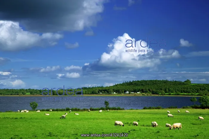 : Ireland, County Roscommon. Pastoral scene