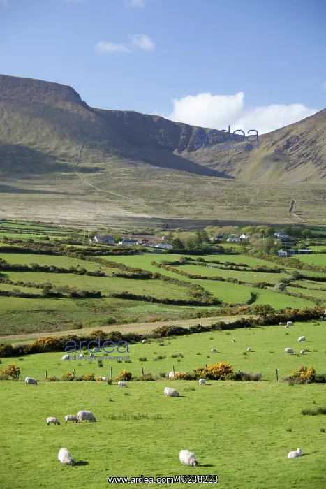 : Ireland, Dingle Peninsula, landscape : Ireland, Dingle Peninsula, landscape