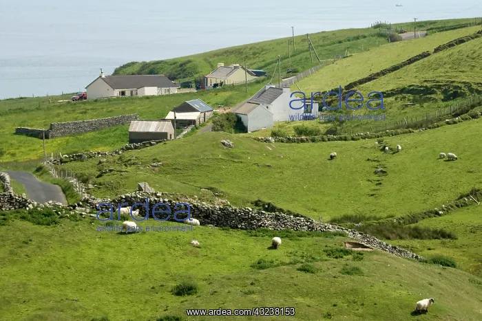 : Ireland, Donegal. Homes and grazing sheep : Ireland, Donegal. Homes and grazing sheep