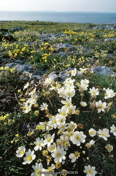 : IRELAND - Eire. Mountain Avens (Dryas octopetala) : IRELAND - Eire. Mountain Avens (Dryas octopetala)