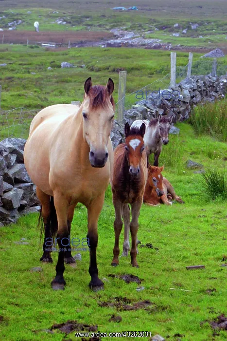 : Ireland. Farm horses of the Connemara in : Ireland. Farm horses of the Connemara in
