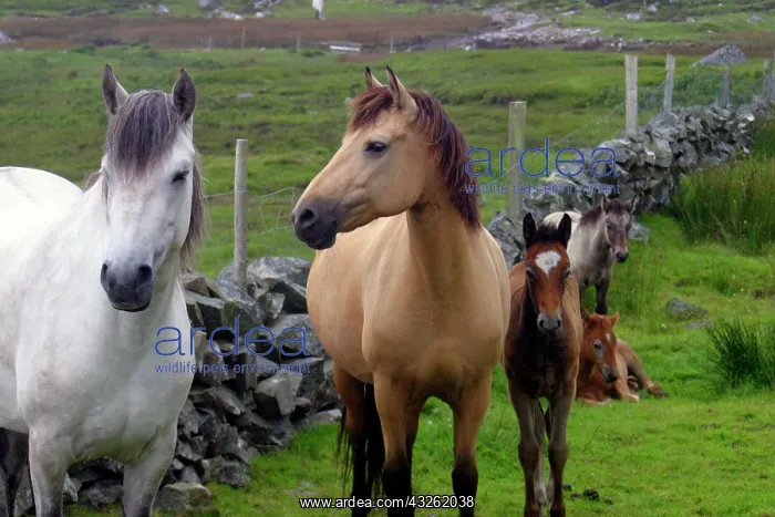 : Ireland. Farm horses of the Connemara in : Ireland. Farm horses of the Connemara in