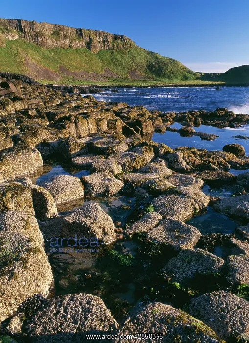 : IRELAND - Giant's Causeway. hexagonal basalt columns : IRELAND - Giant's Causeway. hexagonal basalt columns