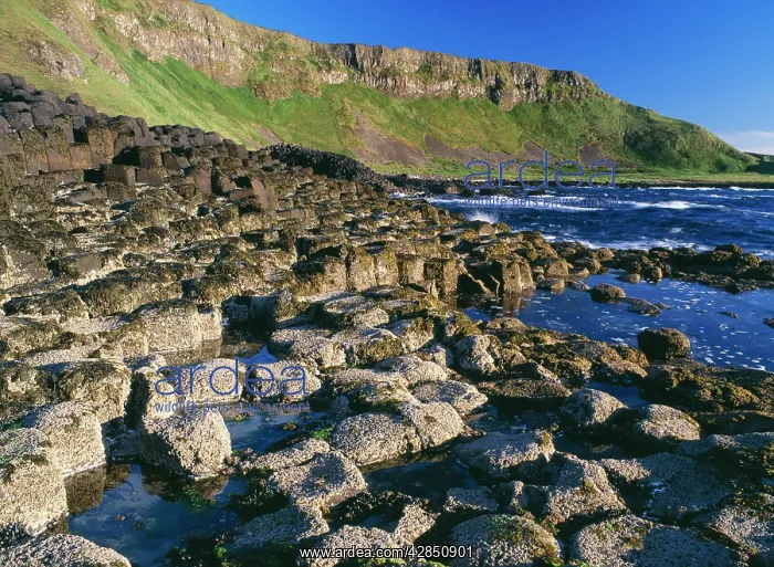 : IRELAND - The Giant's Causeway, Hexagonal Basalt Columns : IRELAND - The Giant's Causeway, Hexagonal Basalt Columns