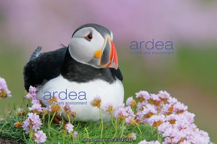 : Ireland, Saltee Island. Atlantic puffin : Ireland, Saltee Island. Atlantic puffin