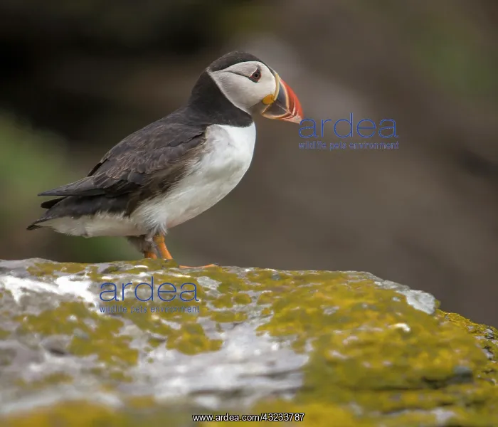 : Ireland. Skellig Michael Island. Europe's : Ireland. Skellig Michael Island. Europe's