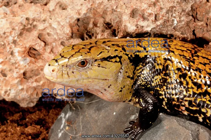 : Irian Jaya Blue Tongue Skink, Tiliqua scincoides : Irian Jaya Blue Tongue Skink, Tiliqua scincoides