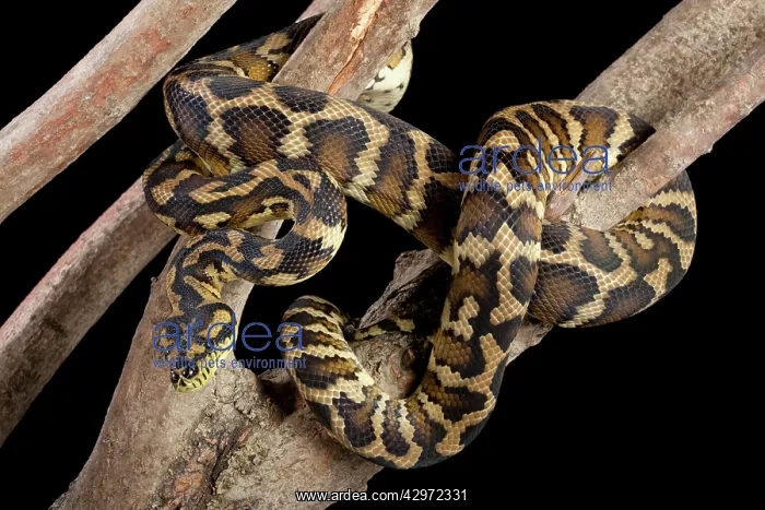 : Irian Jaya Carpet Python : Irian Jaya Carpet Python