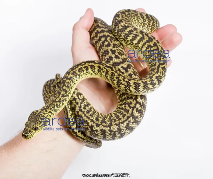 : Irian Jaya Carpet Python - in hand : Irian Jaya Carpet Python - in hand