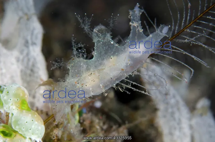 : Iridescent Nudibranch - Wreck Slope dive site, Tulamben : Iridescent Nudibranch - Wreck Slope dive site, Tulamben