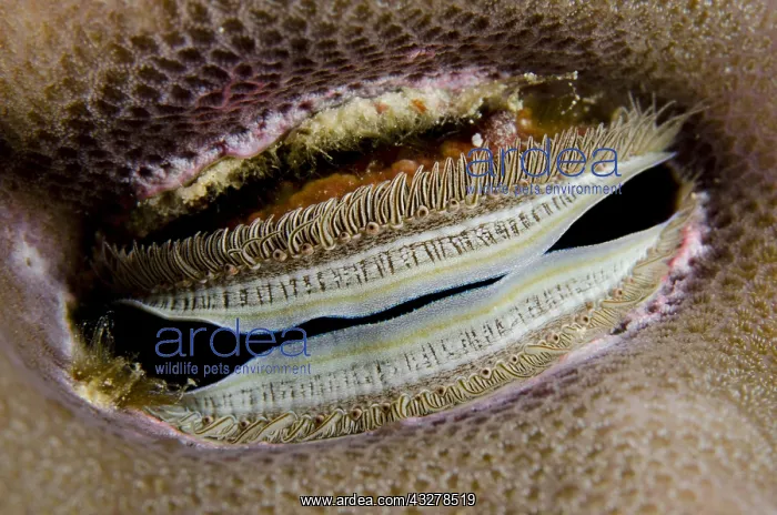 : Iridescent Scallop (Pedum spondyloideum), wedged : Iridescent Scallop (Pedum spondyloideum), wedged