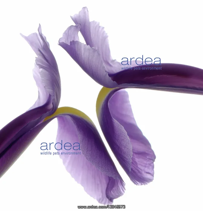 : Iris : Iris