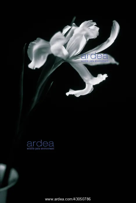 : Iris : Iris