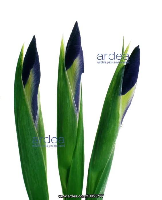 : Iris : Iris