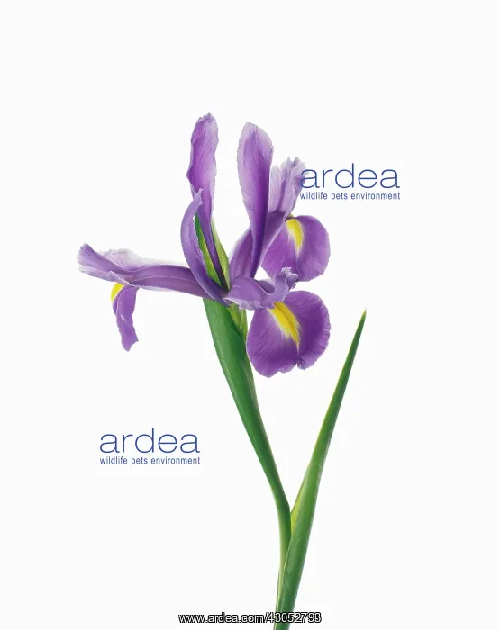 : Iris : Iris