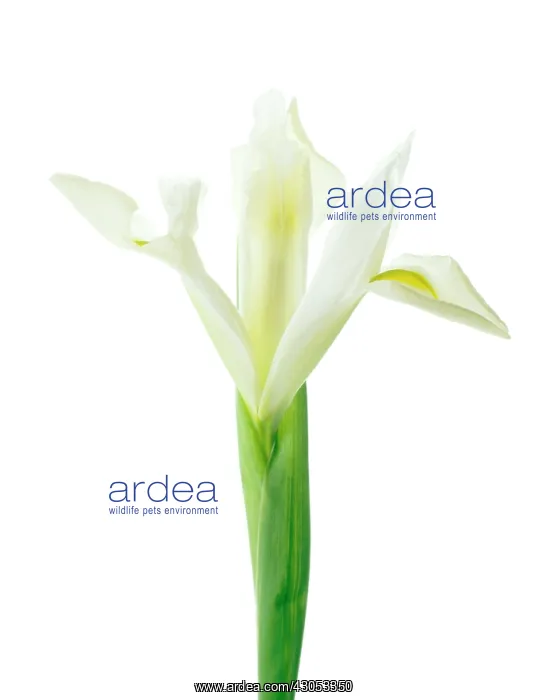 : Iris : Iris