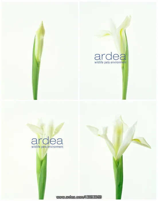 : Iris : Iris