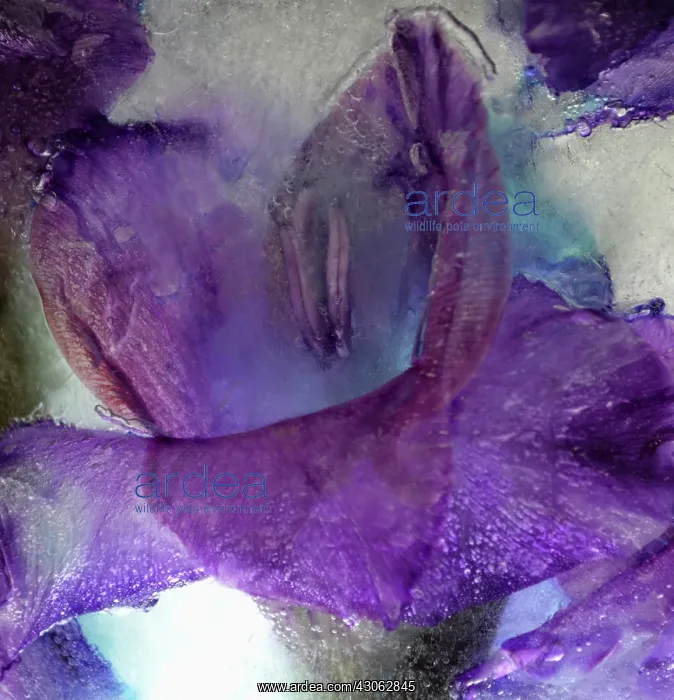 : Iris : Iris