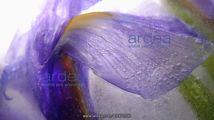 : Iris : Iris