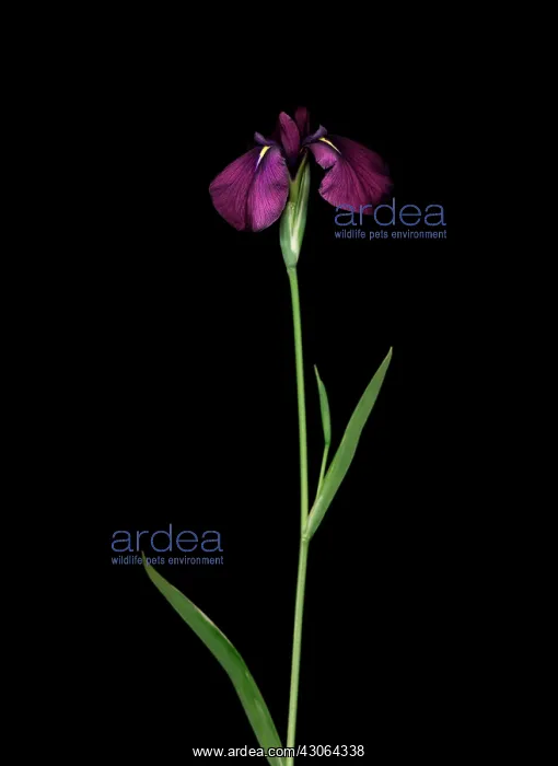 : Iris : Iris