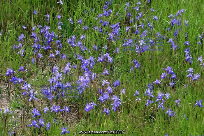  : Iris Barbary Nut