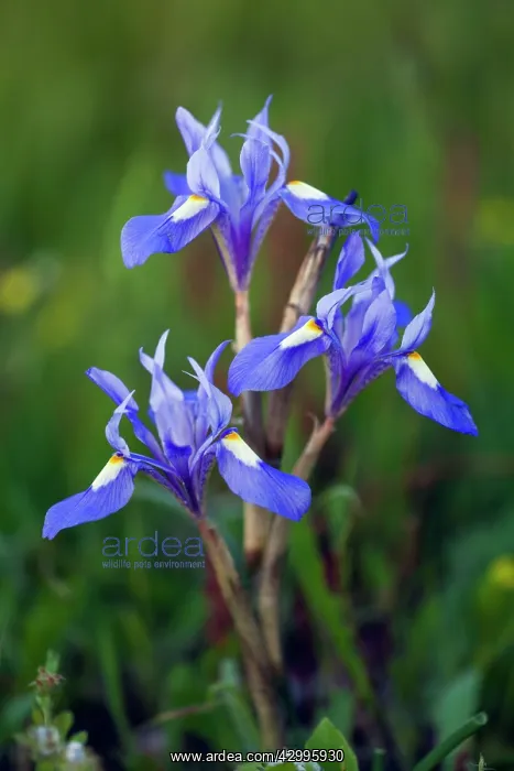 : Iris Barbery Nut Flowers Castro Verde, Alentejo : Iris Barbery Nut Flowers Castro Verde, Alentejo