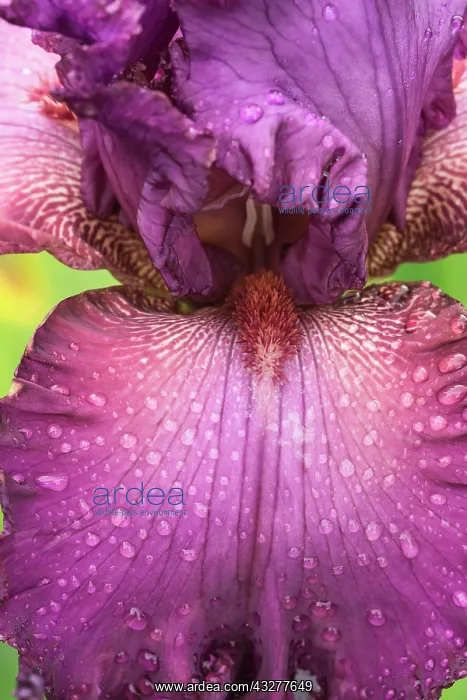 : Iris, Bearded iris, Iris cultivar, Purple subject : Iris, Bearded iris, Iris cultivar, Purple subject