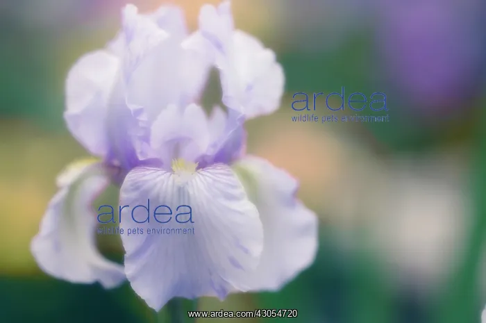 : Iris, Bearded iris, Iris germanica : Iris, Bearded iris, Iris germanica