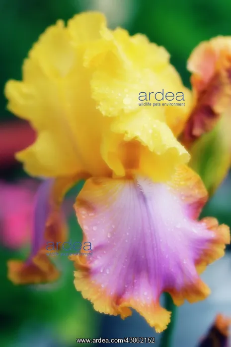  : Iris, Bearded iris, Iris germanica