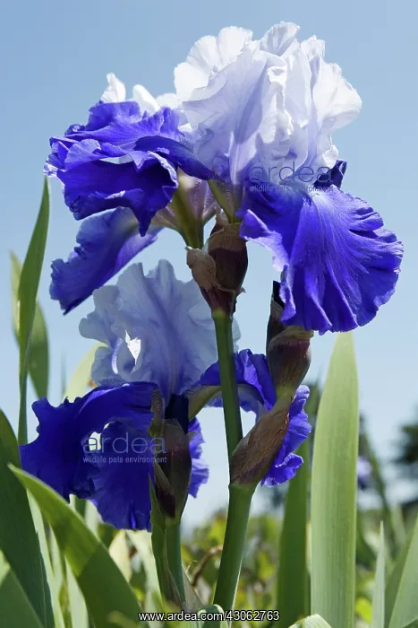 : Iris, Bearded iris, Iris germanica : Iris, Bearded iris, Iris germanica