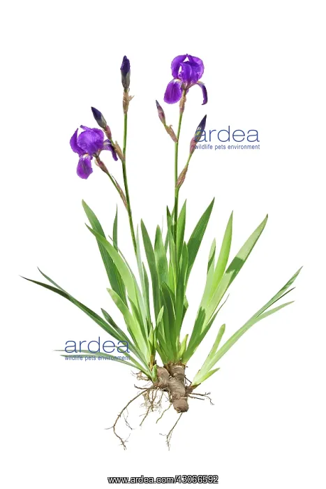 : Iris, Bearded iris, Iris germanica : Iris, Bearded iris, Iris germanica