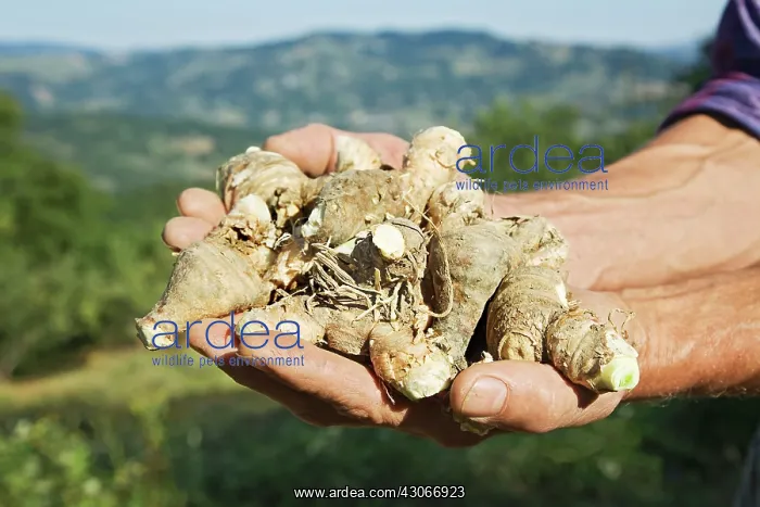 : Iris, Bearded iris, Iris germanica : Iris, Bearded iris, Iris germanica