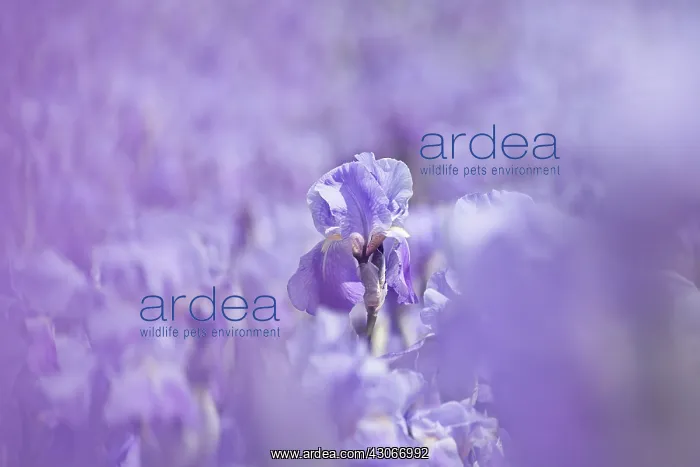 : Iris, Bearded iris, Iris germanica : Iris, Bearded iris, Iris germanica