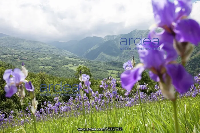  : Iris, Bearded iris, Iris germanica