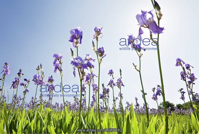 : Iris, Bearded iris, Iris germanica : Iris, Bearded iris, Iris germanica