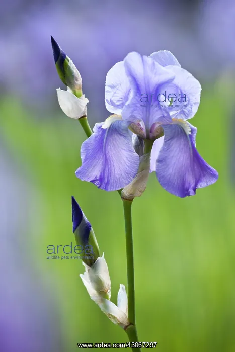 : Iris, Bearded iris, Iris germanica : Iris, Bearded iris, Iris germanica