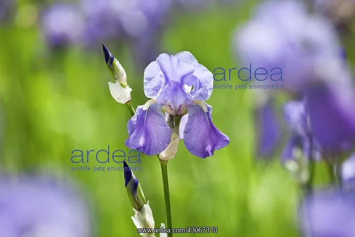 : Iris, Bearded iris, Iris germanica : Iris, Bearded iris, Iris germanica