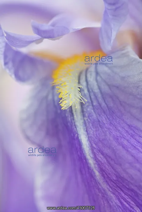  : Iris, Bearded iris, Iris germanica