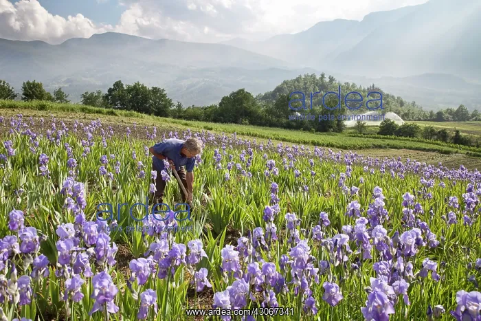 : Iris, Bearded iris, Iris germanica : Iris, Bearded iris, Iris germanica