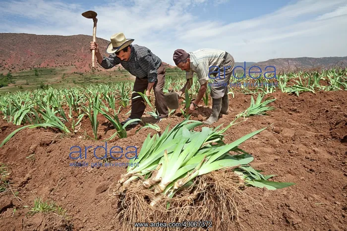 : Iris, Bearded iris, Iris germanica : Iris, Bearded iris, Iris germanica