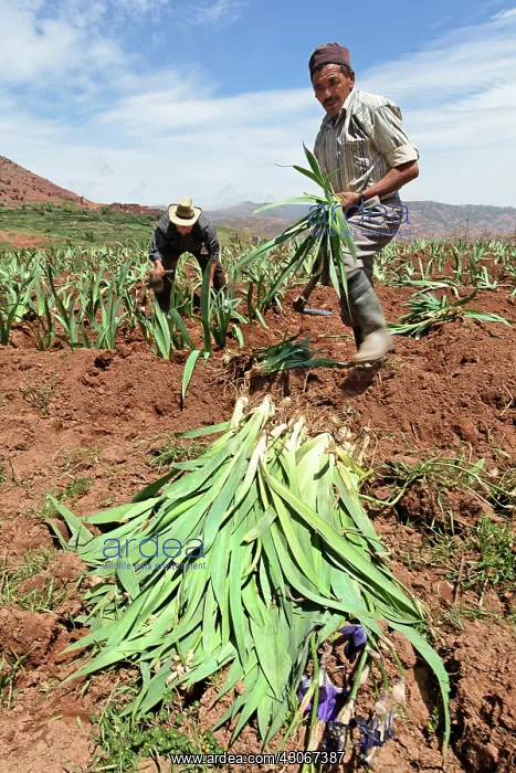 : Iris, Bearded iris, Iris germanica : Iris, Bearded iris, Iris germanica