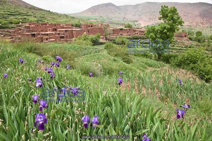 : Iris, Bearded iris, Iris germanica : Iris, Bearded iris, Iris germanica