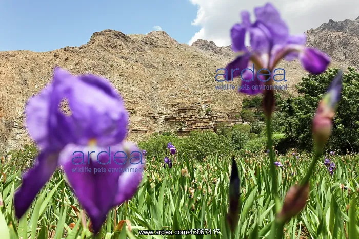  : Iris, Bearded iris, Iris germanica