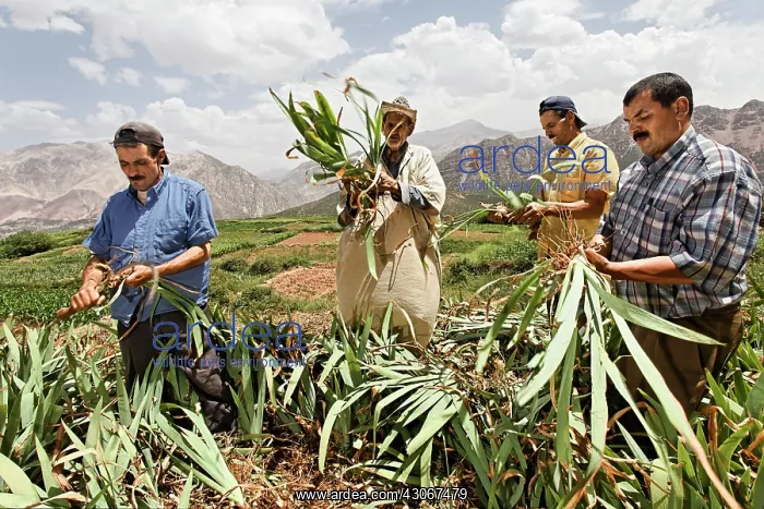 : Iris, Bearded iris, Iris germanica : Iris, Bearded iris, Iris germanica