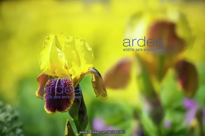 : Iris, Bearded iris, Iris Rajah, A single flower : Iris, Bearded iris, Iris Rajah, A single flower