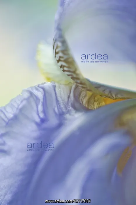 : Iris, Bearded iris, detail showing yellow and black markings : Iris, Bearded iris, detail showing yellow and black markings
