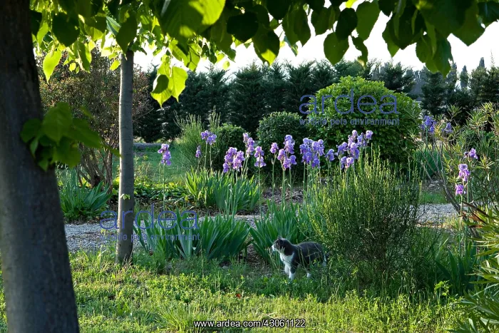 : Iris in bloom and cat in a garden : Iris in bloom and cat in a garden